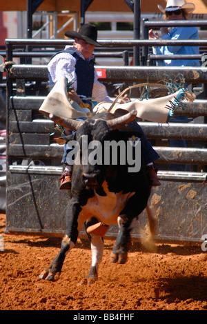 Rodeo Bull Rider Leistung an der Texas State Fair Rodeo Arena/Dallas 2008 Stockfoto