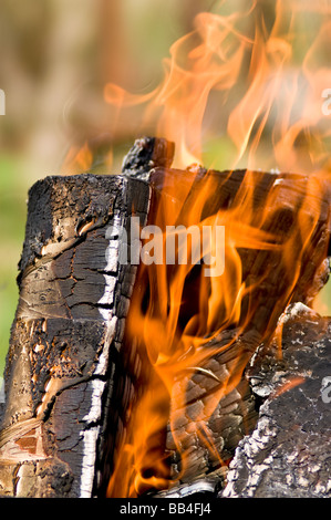 Brennende Birke Protokolle Stockfoto