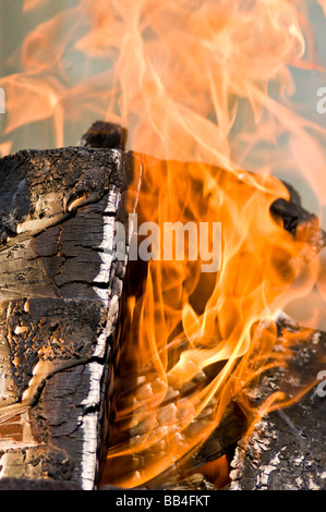 Brennende Birke Protokolle Stockfoto