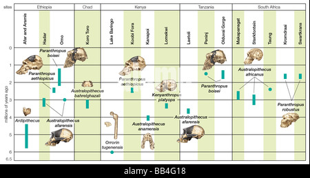 Archäologische Zeitskala chronologischen und geographischen Informationen über Australopith Fossilien kombiniert. Stockfoto