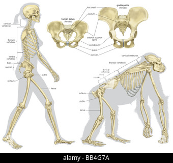 Die skelettartigen Strukturen eines menschlichen Wesens und eines Gorillas. Stockfoto