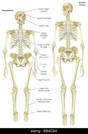 Skelett eines Neandertalers (Homo Neanderthalensis) im Vergleich mit einem Skelett eines modernen Menschen (Homo Sapiens). Stockfoto