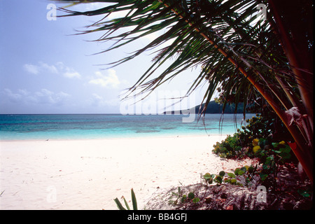 Blick auf einen tropischen Strand mit überhängenden Palmen Blätter Flamenco Beach Culebra Insel Puerto Rico Stockfoto