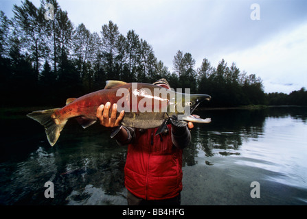 Wildbiologen zählen Sockeye Lachs Oncorhynchus Nerka, wie sie zurück zum Laichen Wandern Stockfoto