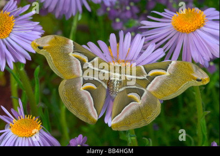 Sammamish, Washington GГ¶tterbaum Silkmoth aus Nordamerika Stockfoto