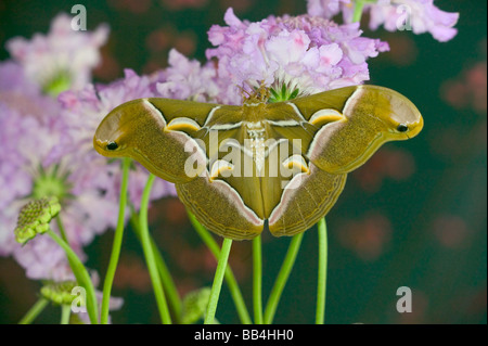 Sammamish, Washington GГ¶tterbaum Silkmoth aus Nordamerika Stockfoto