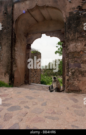 Ranthambhore Waldblick von 32 Pillared Chatri historische Gebäude, Ranthambhore Fort Rajasthan, Indien. Stockfoto