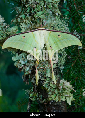 Sammamish, Washington und der indischen Mond Moth Actias selene Stockfoto