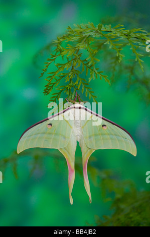 Sammamish, Washington und der indischen Mond Moth Actias selene Stockfoto
