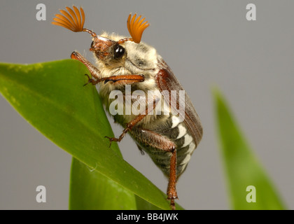 Erwachsenen Maikäfer Melolontha Melolontha oder können auf einem Blatt bug Stockfoto