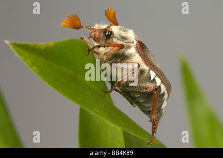 Erwachsenen Maikäfer Melolontha Melolontha oder können auf einem Blatt bug Stockfoto