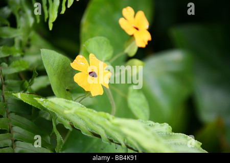 Black-Eyed Susans Leben in der Nähe des Vulkans Mount Scenery auf der karibischen Insel Saba auf den niederländischen Antillen Stockfoto