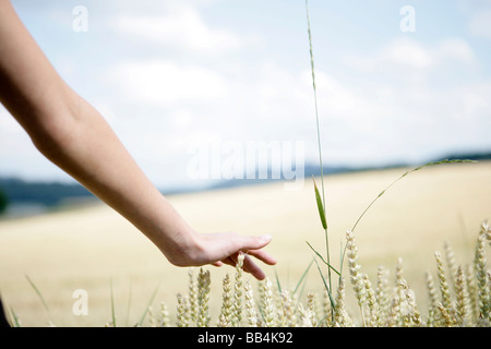 Hand berührt Hühneraugen im Kornfeld Stockfoto