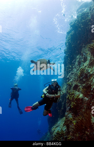 Begegnung mit einer Meeresschildkröte beim Tauchen im Meer in der Nähe von der karibischen Insel Saba auf den niederländischen Antillen Stockfoto