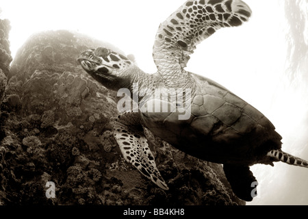 Begegnung mit einer Meeresschildkröte beim Tauchen im Meer in der Nähe von der karibischen Insel Saba auf den niederländischen Antillen. Schwarz und weiß. Stockfoto