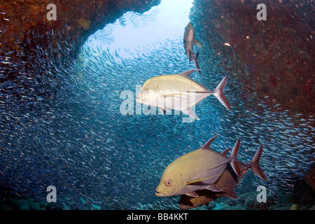 Eine Schule Pferdeauge fischt Jack in das Meer rund um die karibische Insel Saba auf den niederländischen Antillen Stockfoto