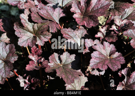 Heuchera Schokolade mit Rüschen Stockfoto