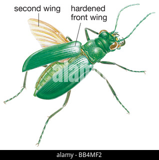 Sechs entdeckt grüne Sandlaufkäfer (Cicindela Sexguttata) Stockfoto