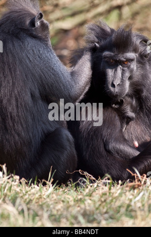 Sulawesi Makaken Affen Macaca nigra Stockfoto