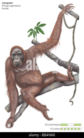 Weibliche Bornean Orang-Utans (Pongo Pygmaeus) Stockfoto