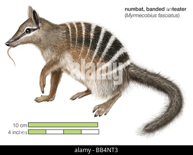 Numbat oder gebändert Ameisenbär (Myrmecobius Fasciatus) Stockfoto