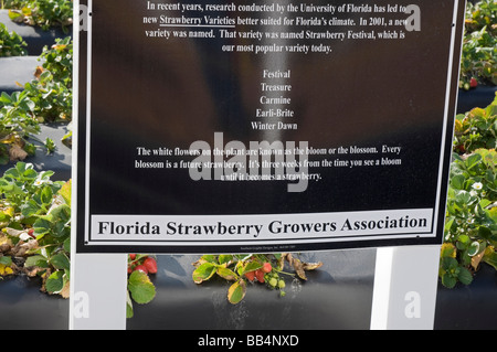 Erdbeere Pflanze Progagation Demonstration Feld unter Kunststoff an jährlichen Strawberry Festival Plant City Florida Stockfoto