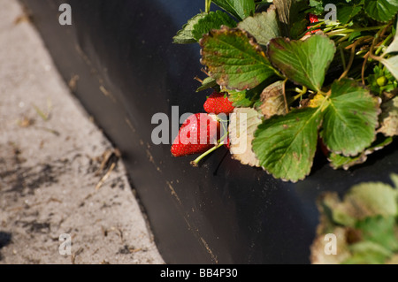 Erdbeeranbau Demonstration Grundstück in Florida Strawberry Festival, Plant City, Florida. Stockfoto