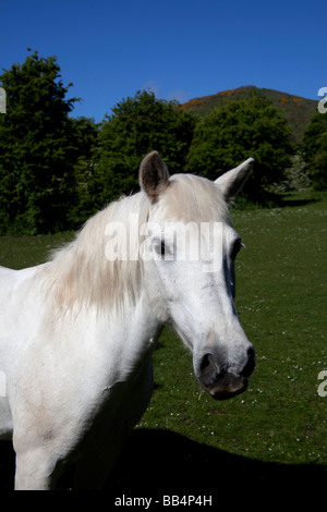 Weißes Pferd stehend im Feld auf einen sonnigen Tag, Edinburgh, Schottland, UK Stockfoto