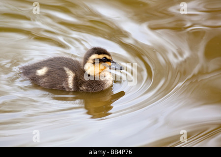 Stockente Entchen schwimmen auf dem Wasser Stockfoto