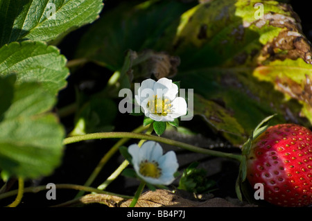 Erdbeeranbau Demonstration Grundstück in Florida Strawberry Festival, Plant City, Florida. Stockfoto