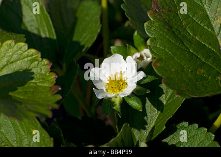 Erdbeeranbau Demonstration Grundstück in Florida Strawberry Festival, Plant City, Florida. Stockfoto