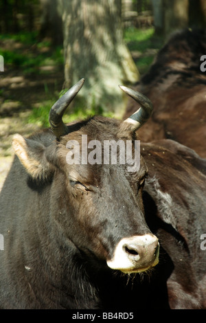 Żubroń ist ein Hybrid aus Wisente und inländische Kuh in Bialowieza Nationalpark Polen Stockfoto