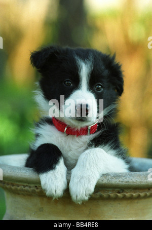 Border-Collie Welpen im Blumentopf Stockfoto