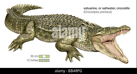 Salzwasser-Krokodil (Crocodylus Porosus) Stockfoto