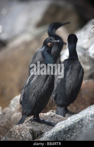 Brandts Kormorane in Moss Landing, Kalifornien, USA Stockfoto