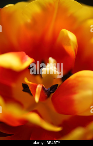 Makrobild einer orangen und roten Tulpenblüte mit Anther und Stinken, England, Großbritannien Stockfoto