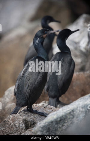 Brandts Kormorane in Moss Landing, Kalifornien, USA Stockfoto