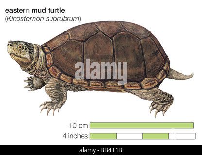 Östliche Schlamm Schildkröte (Kinosternon Subrubrum) Stockfoto