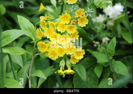 Falsche Schlüsselblume Primula X polyantha natürliche Hybride Schlüsselblume und Primrose Stockfoto