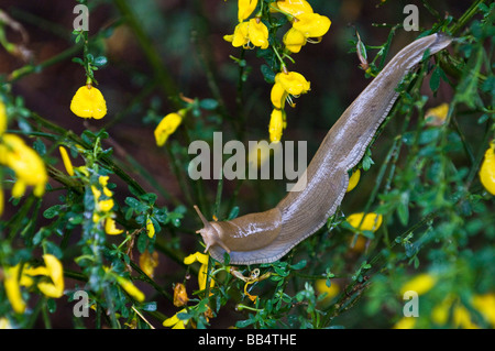 USA, WA, Whidbey Island. Riesige Geschoß auf Scotch Broom.  Große Auswahl an großen Schnecken in feuchten pazifischen Nordwesten Stockfoto