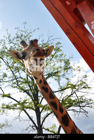 Eine freundliche Giraffe im Zoo Budapest, Ungarn Stockfoto