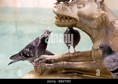 Italien, Tuscany Sienna. Taube nass vom Wasser speienden aus dem Mund einer Wolf-Statue Stockfoto