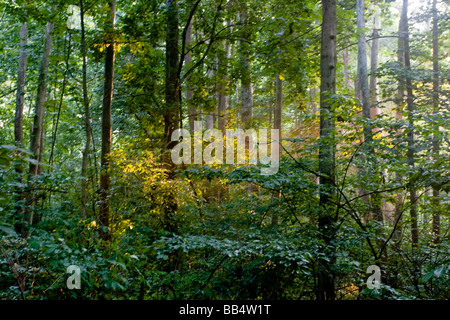 Ein West Virginia Laubwald mit dem späten Nachmittag Licht piercing durch die Bäume. Eichen, hickory Stockfoto