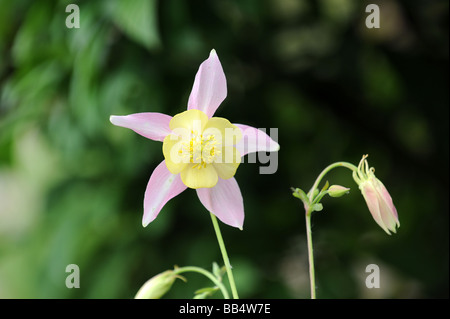 Grannys Motorhaube in Blüte Aquilegia Vulgaris Stockfoto