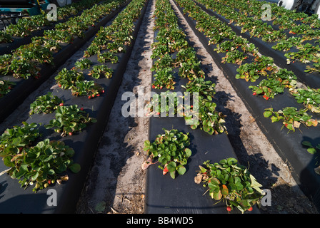 Demonstration der Erdbeere landwirtschaftlichen Grundstück am jährlichen Erdbeerfest, Plant City, Florida. Stockfoto