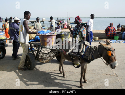 Senegal: Fischmarkt in Ziguinchor Stockfoto