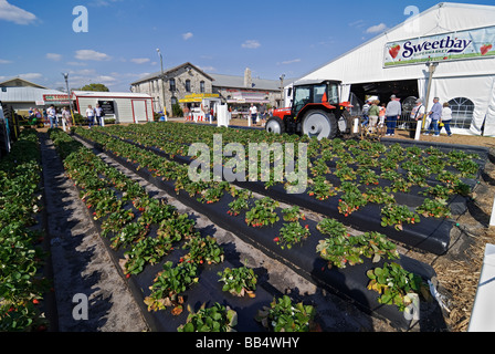 Demonstration der Erdbeere landwirtschaftlichen Grundstück am jährlichen Erdbeerfest, Plant City, Florida. Stockfoto