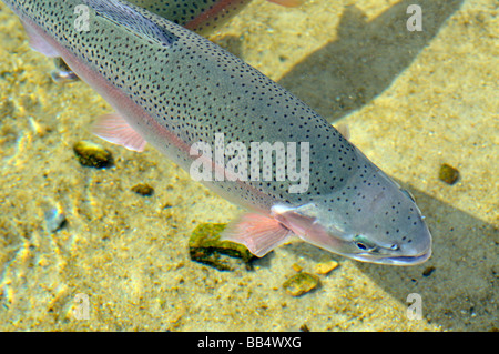 Eine große Regenbogenforelle Oncorhynchus Mykiss im Wasser hautnah Stockfoto