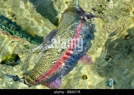 Regenbogenforelle Oncorhynchus Mykiss im Wasser Stockfoto