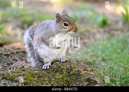 Graue Eichhörnchen Sciurus Carolinensis sitzt auf dem Boden Stockfoto